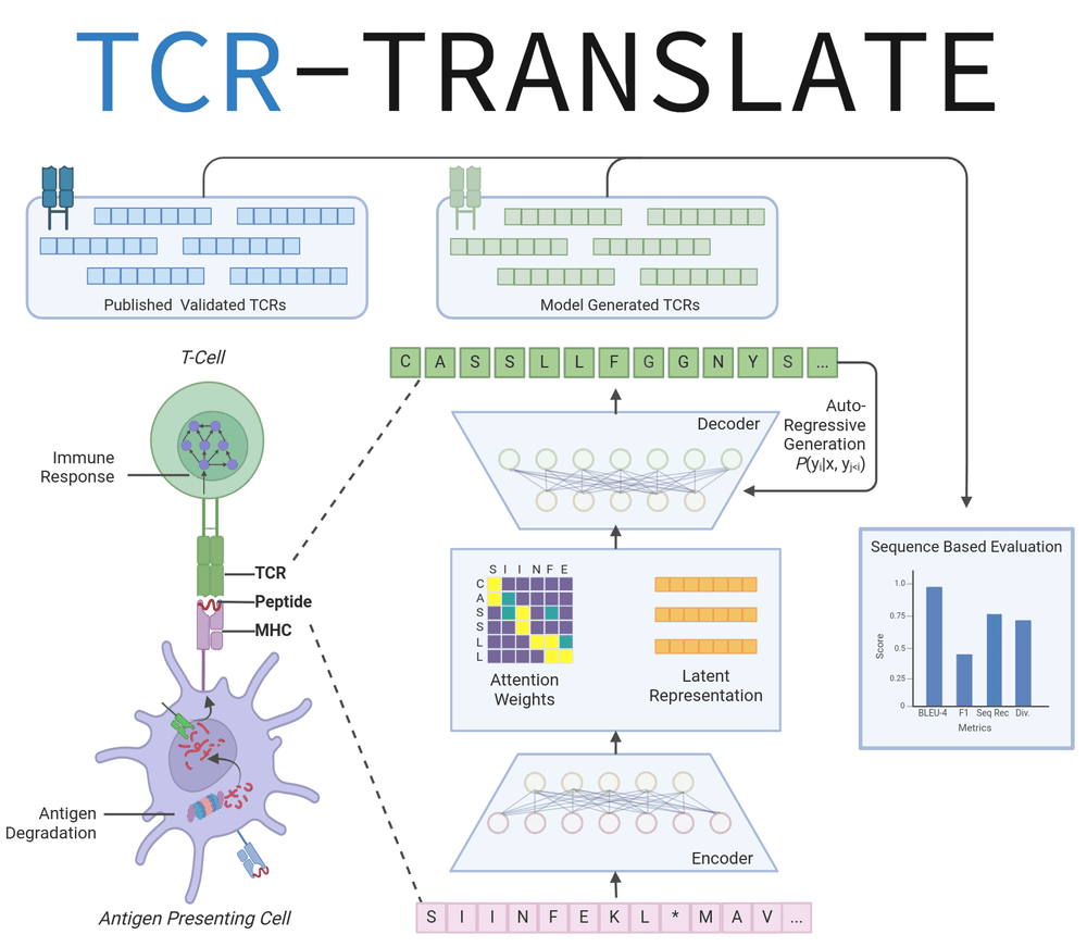 TCR-TRANSLATE