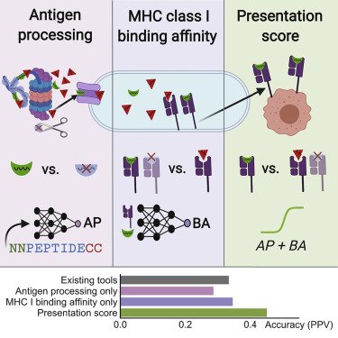 Figure from MHCflurry 2.0: Improved Pan-Allele Prediction of MHC Class I-Presented Peptides by Incorporating Antigen Processing