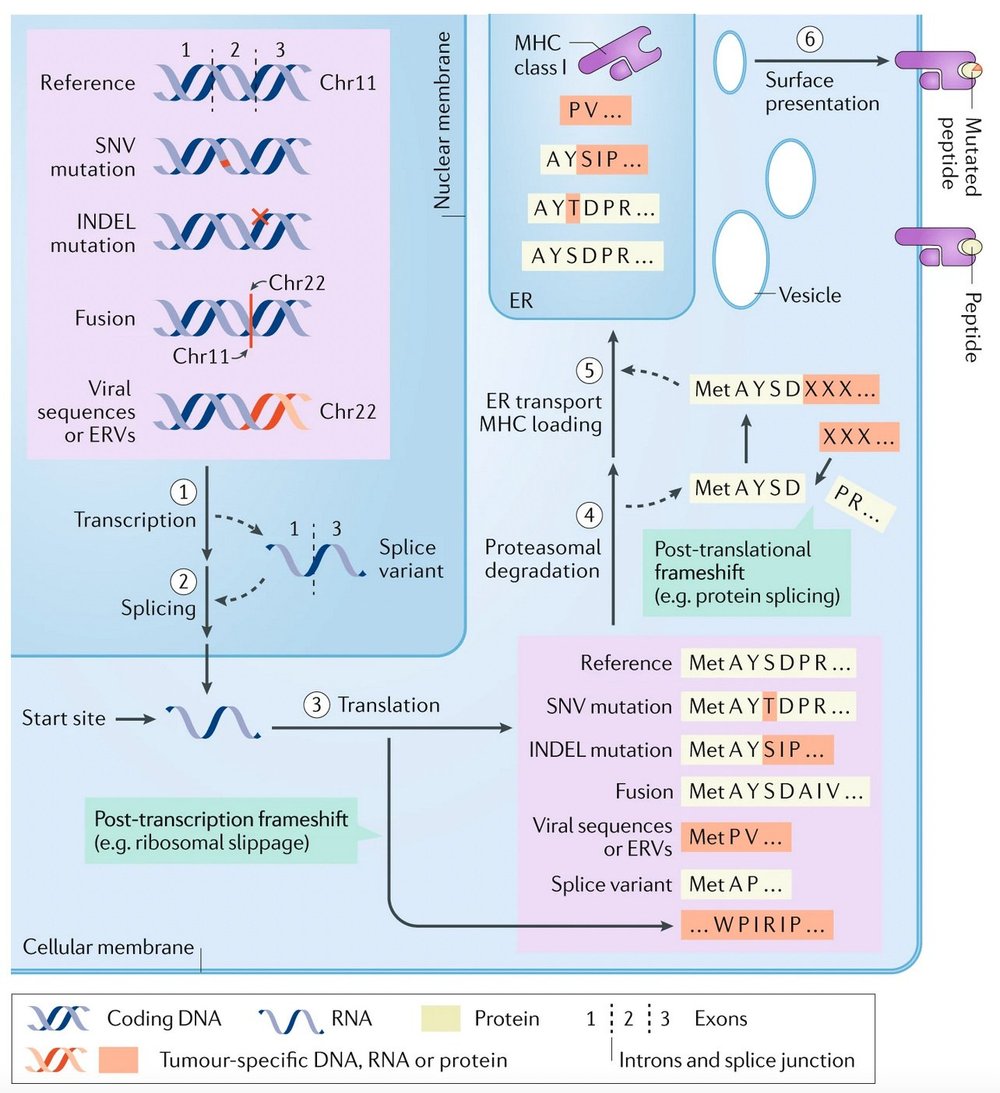 Figure from Alternative tumour-specific antigens